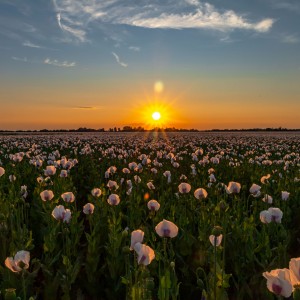 Sunset over the poppy field